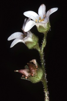 Saxifraga virginianum
